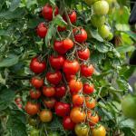 Potagères - Tomate Sweetbaby - Graines d'Exception - face recto